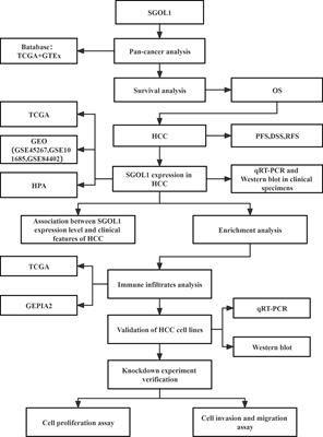 Identification and validation of a potential key gene SGOL1 for poor prognosis in hepatocellular carcinoma based on a bioinformatics approach